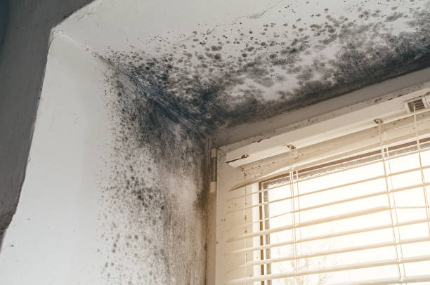 Affordable Mold Remediation solutions in Mahaffey, PA