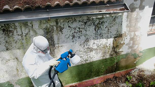Trusted Mold Remediation service in Mahaffey, PA - Cheap Mold Removal